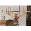 Image 2 : XL 15-Point WHITETAIL DEER Shoulder Mount