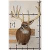 Image 3 : XL 15-Point WHITETAIL DEER Shoulder Mount