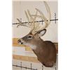 Image 4 : XL 15-Point WHITETAIL DEER Shoulder Mount