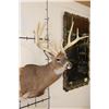 Image 5 : XL 15-Point WHITETAIL DEER Shoulder Mount