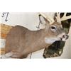 Image 6 : XL 15-Point WHITETAIL DEER Shoulder Mount