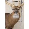 Image 7 : XL 15-Point WHITETAIL DEER Shoulder Mount