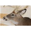 Image 8 : XL 15-Point WHITETAIL DEER Shoulder Mount