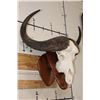 Image 3 : CAPE BUFFALO Skull on a Walnut Wood Wall Pedestal