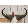 Image 4 : CAPE BUFFALO Skull on a Walnut Wood Wall Pedestal
