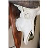 Image 6 : CAPE BUFFALO Skull on a Walnut Wood Wall Pedestal