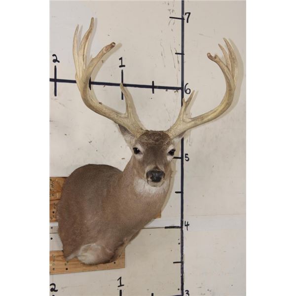 Big 14-Point WHITETAIL DEER Buck Shoulder Mount with a Heavy Rack