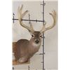 Image 1 : Big 14-Point WHITETAIL DEER Buck Shoulder Mount with a Heavy Rack