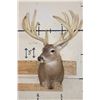 Image 2 : Big 14-Point WHITETAIL DEER Buck Shoulder Mount with a Heavy Rack