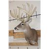 Image 3 : Big 14-Point WHITETAIL DEER Buck Shoulder Mount with a Heavy Rack