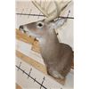 Image 4 : Big 14-Point WHITETAIL DEER Buck Shoulder Mount with a Heavy Rack