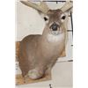 Image 5 : Big 14-Point WHITETAIL DEER Buck Shoulder Mount with a Heavy Rack