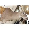 Image 6 : Big 14-Point WHITETAIL DEER Buck Shoulder Mount with a Heavy Rack