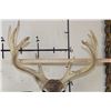 Image 8 : Big 14-Point WHITETAIL DEER Buck Shoulder Mount with a Heavy Rack