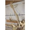 Image 10 : Big 30-Point CARIBOU Shoulder Mount
