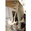 Image 11 : Big 30-Point CARIBOU Shoulder Mount