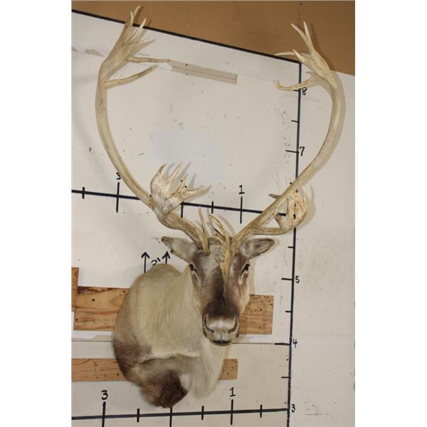 Big 30-Point CARIBOU Shoulder Mount