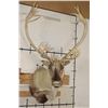 Image 1 : Big 30-Point CARIBOU Shoulder Mount