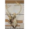 Image 2 : Big 30-Point CARIBOU Shoulder Mount