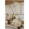 Image 3 : Big 30-Point CARIBOU Shoulder Mount