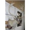 Image 4 : Big 30-Point CARIBOU Shoulder Mount