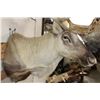 Image 5 : Big 30-Point CARIBOU Shoulder Mount