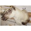 Image 7 : Big 30-Point CARIBOU Shoulder Mount