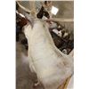 Image 8 : Big 30-Point CARIBOU Shoulder Mount