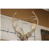 Image 9 : Big 30-Point CARIBOU Shoulder Mount