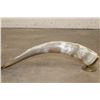 Image 12 : Scrimshawed and Polished STEER Horn on a Brass Base