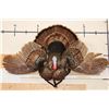 Image 1 : *Unique* Half Body or 1/3 Body TURKEY with its Wings Spread on a Wooden Plaque
