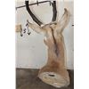 Image 11 : *Like New* PRONGHORN Shoulder Mount