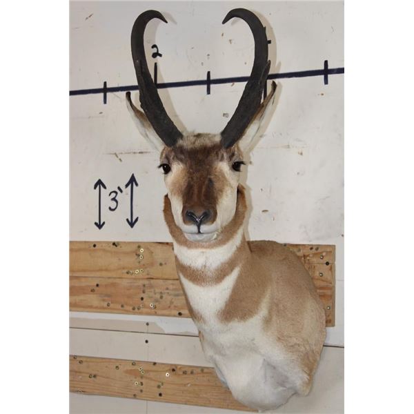*Like New* PRONGHORN Shoulder Mount