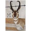 Image 1 : *Like New* PRONGHORN Shoulder Mount