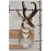 Image 2 : *Like New* PRONGHORN Shoulder Mount