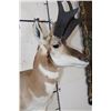 Image 7 : *Like New* PRONGHORN Shoulder Mount