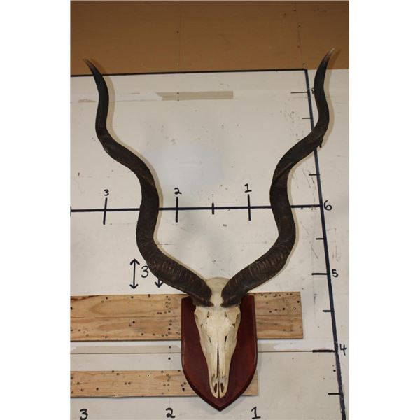 Big KUDU Skull on a Wooden Plaque with Removable Horns