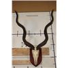 Image 1 : Big KUDU Skull on a Wooden Plaque with Removable Horns
