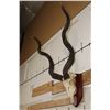 Image 2 : Big KUDU Skull on a Wooden Plaque with Removable Horns