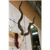 Image 3 : Big KUDU Skull on a Wooden Plaque with Removable Horns