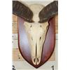 Image 5 : Big KUDU Skull on a Wooden Plaque with Removable Horns