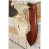 Image 6 : Big KUDU Skull on a Wooden Plaque with Removable Horns