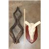 Image 8 : Big KUDU Skull on a Wooden Plaque with Removable Horns