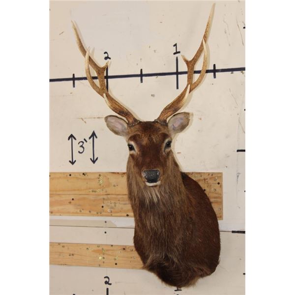 8-Point SIKA DEER Shoulder Mount