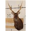 Image 1 : 8-Point SIKA DEER Shoulder Mount