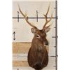 Image 2 : 8-Point SIKA DEER Shoulder Mount