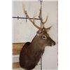 Image 3 : 8-Point SIKA DEER Shoulder Mount