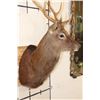 Image 4 : 8-Point SIKA DEER Shoulder Mount
