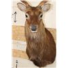 Image 5 : 8-Point SIKA DEER Shoulder Mount