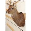 Image 6 : 8-Point SIKA DEER Shoulder Mount